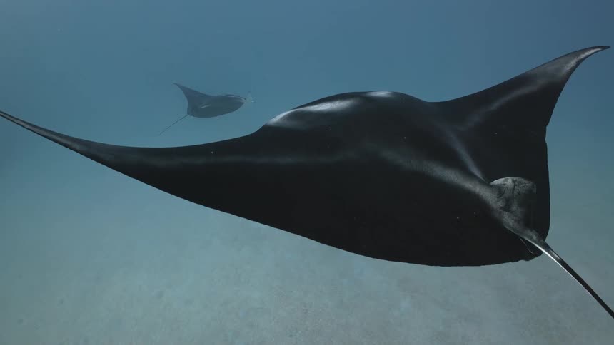 A pair of large manta rays slowly glide beneath the ocean surface