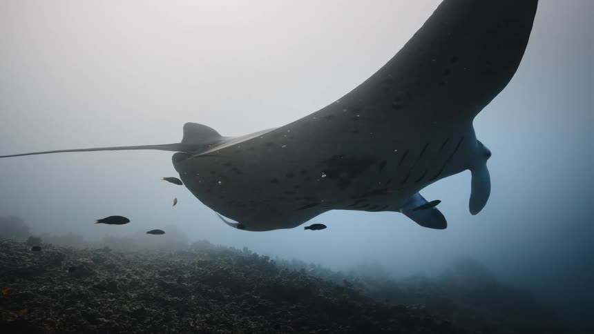 Stingray running through the sea and small fish around