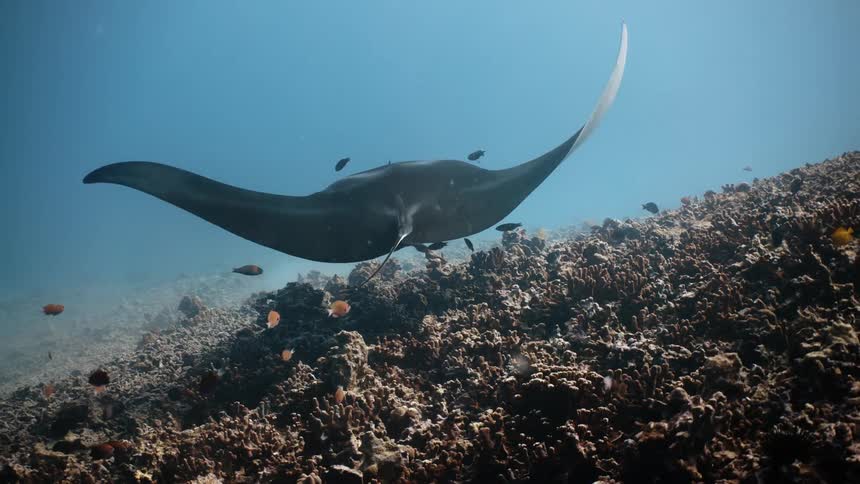 Stingray swimming near the corals and with fish around it