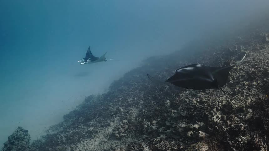 Stingrays at the bottom of the ocean near corals