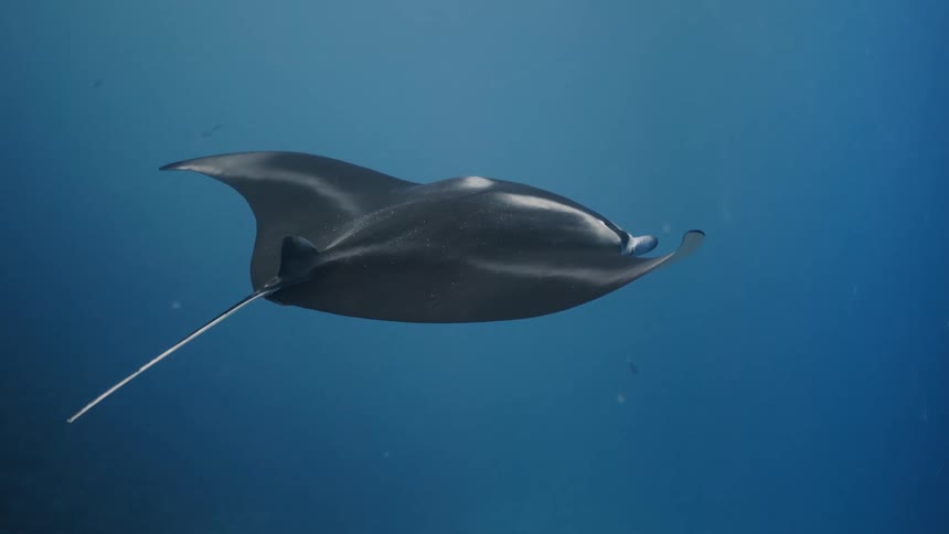 A large skate swims over coral reefs