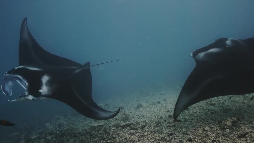 Stingrays at the bottom of the ocean swimming with fish around them
