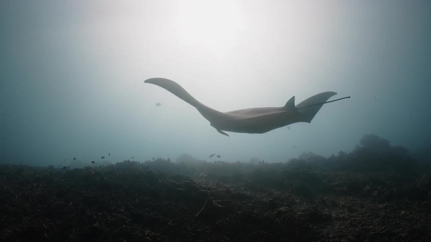 Stingray swimming in the fingers of the ocean with the suns reflection