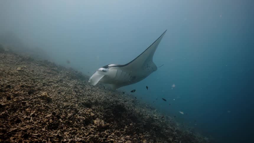 Manta ray and other fish swim through murky water near reef