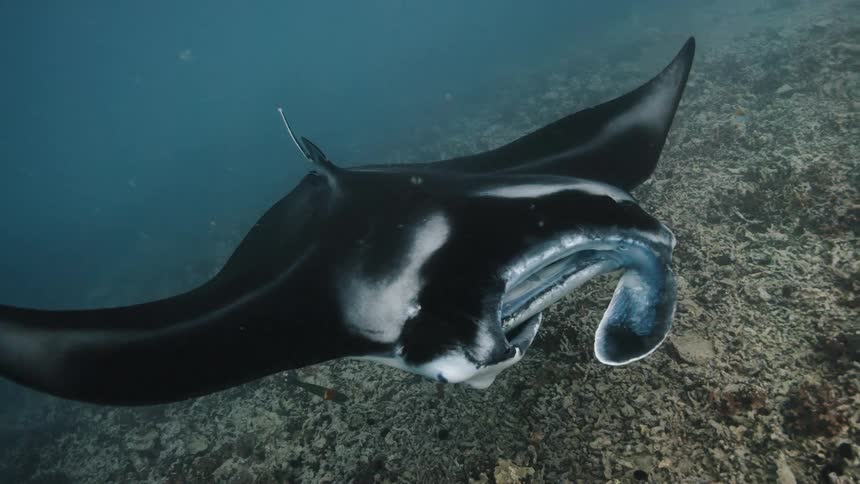 Stingray in its swim swims swimming at the bottom of the ocean with some fish around