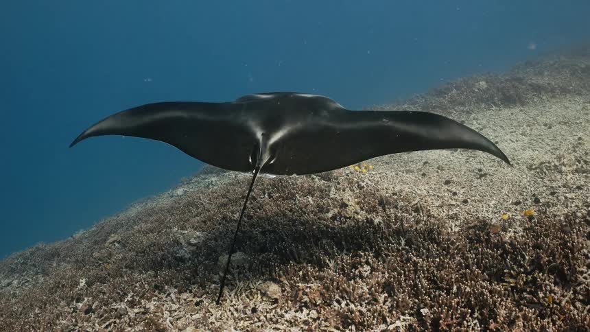 A white stingray swimming gently at the bottom of the sea