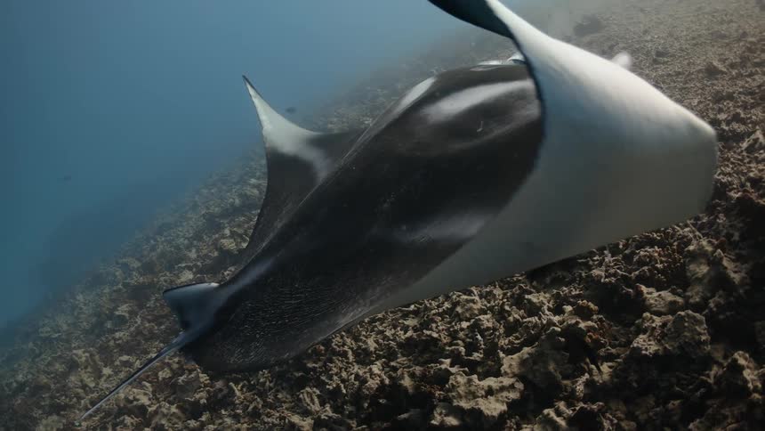 A manta ray swimming alone