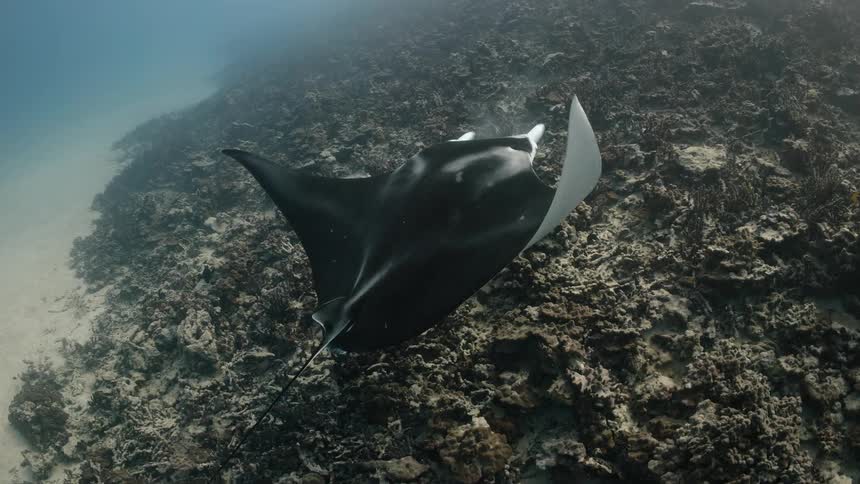 A lone star fish swimming underwater
