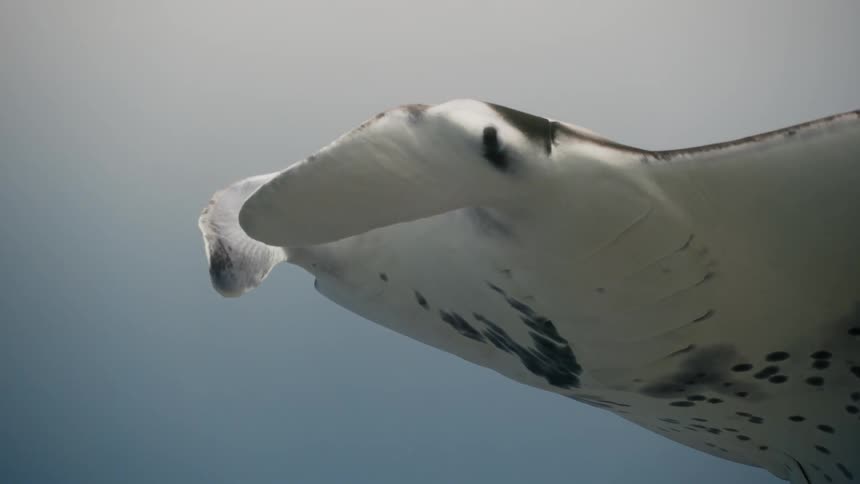 A stingray swimming under clear blue water