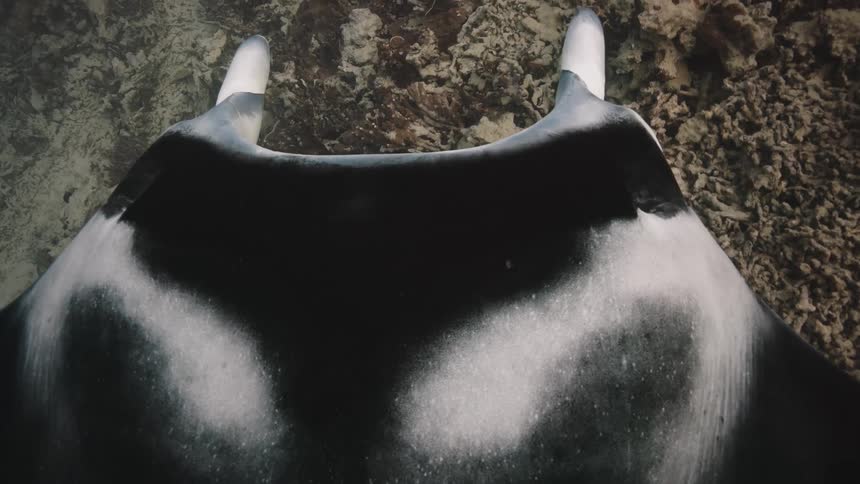 A white stingray swimming in the sea during the day