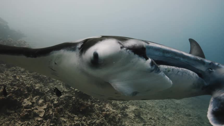 Stingray swimming at the bottom of the ocean