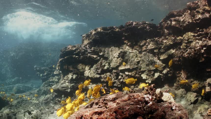 A school of several yellow fish next to a coral underwater