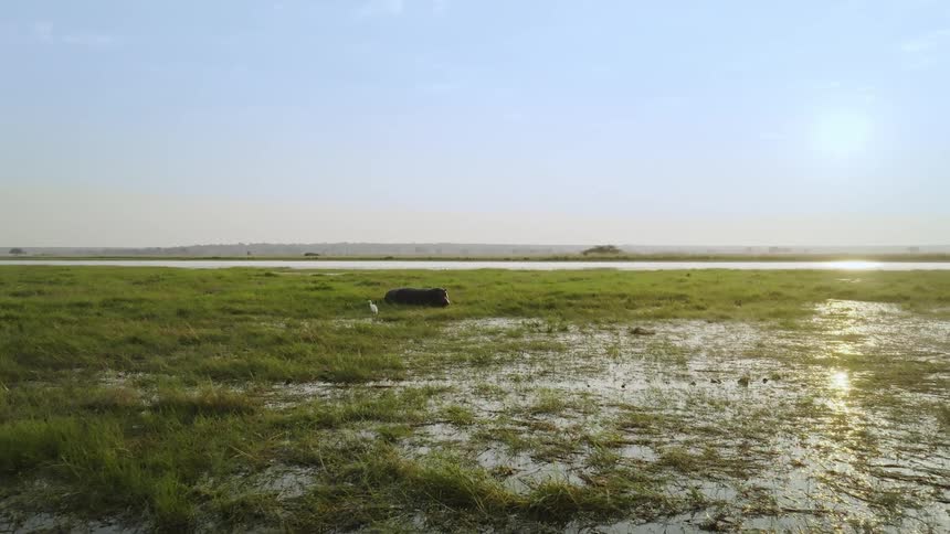 Hippopotamus lying in a muddy lake on grass in daylight
