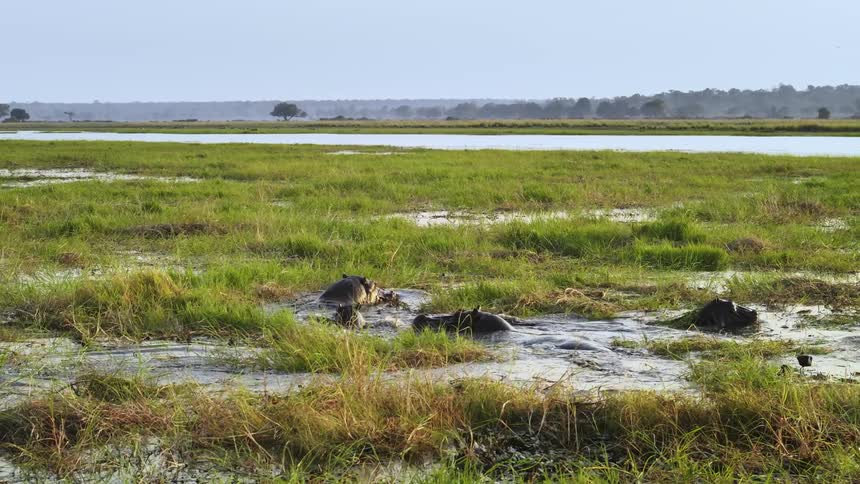 Group of hippos in the middle of a lake in the cell