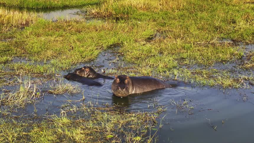Hippos inside a lake in the jungle
