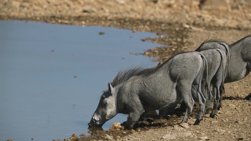 Animals drink water outdoors