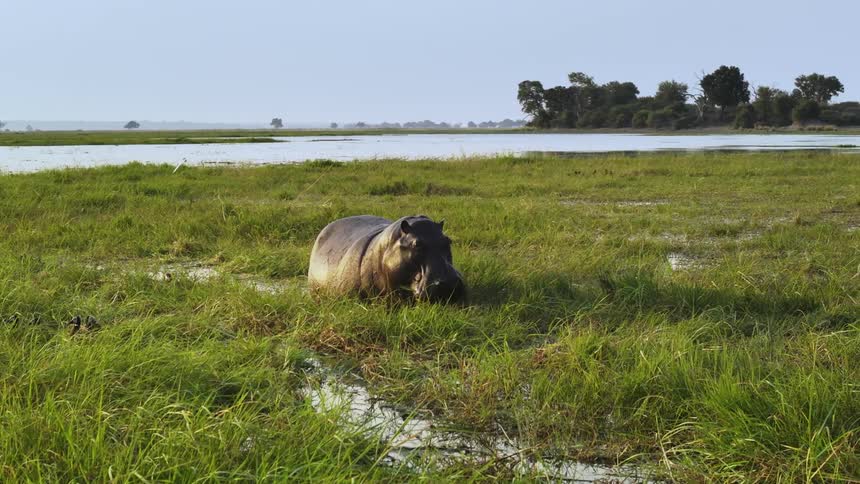 A hippo grazing in a field near a lake during the day