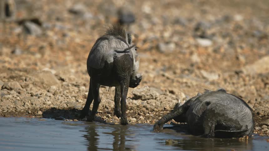 Wild boars cooling off in the savannah mud puddle during a hot day
