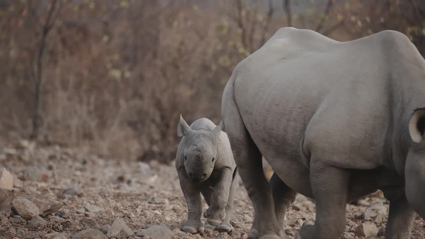 A mother rhino and baby rhino walk through the savanna during the day