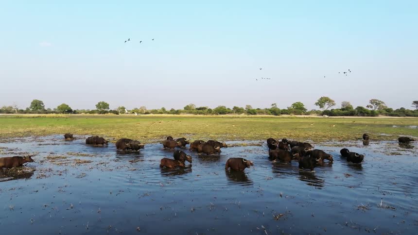 An aerial view shows a herd of african buffalo