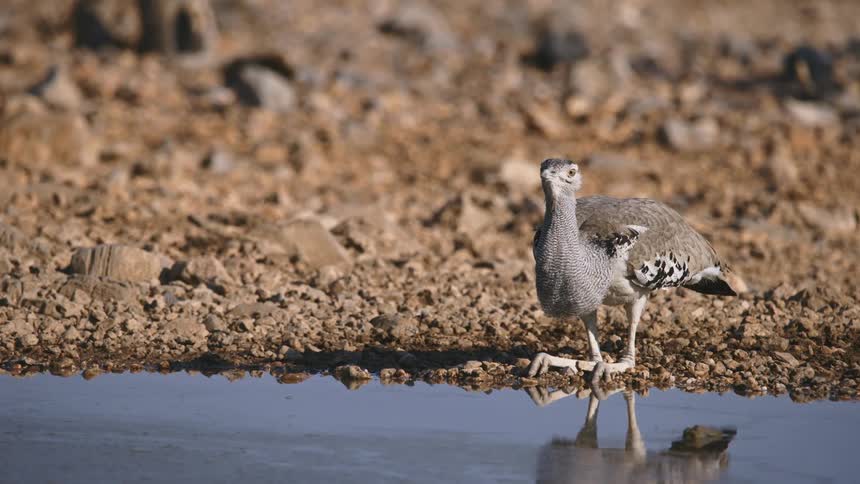 A bird outdoors drinking water from a puddle