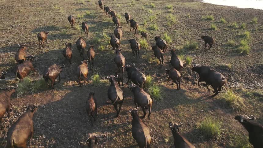 A herd of buffalo hunting in a field in the savanna