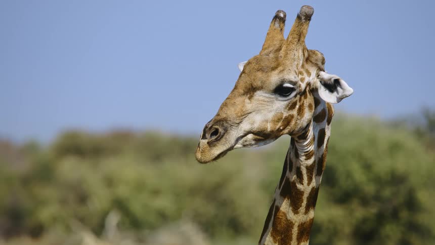 A giraffe in the wild