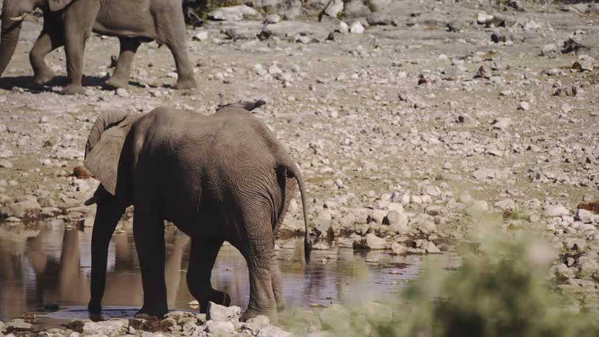 Baby elephants walking and water anteater in the jungle