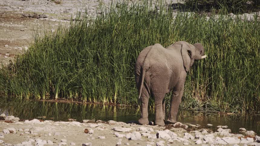 Small gray elephant drinking water from a stream in the jungle