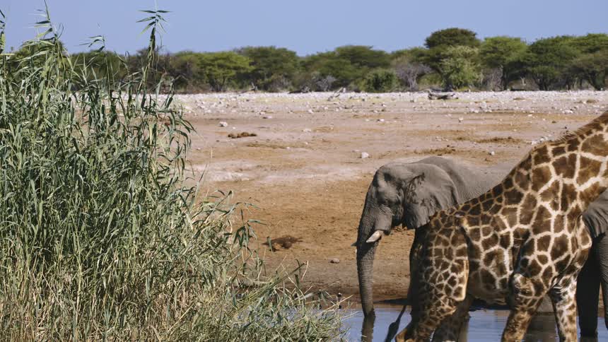 Elephants drinking water and giraffe passing by in the jungle