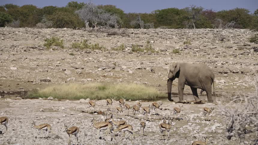 Elephant walking through the jungle alongside other mammals