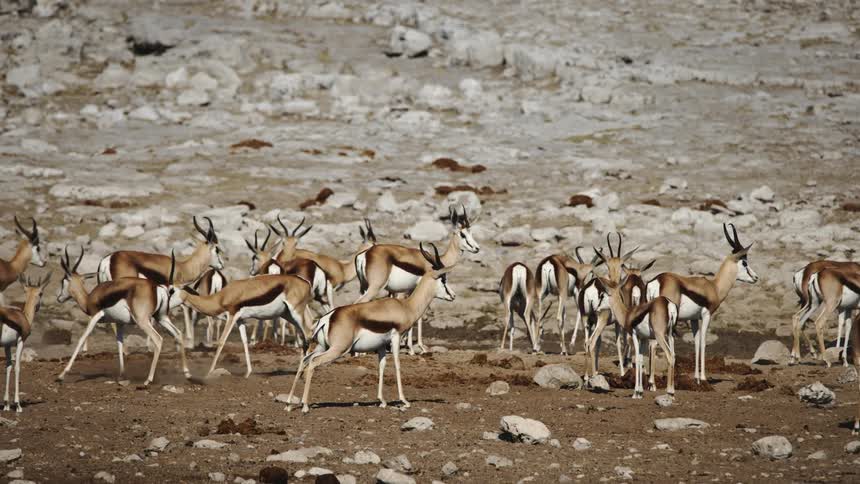 A herd of antelopes in a dry field on a safari