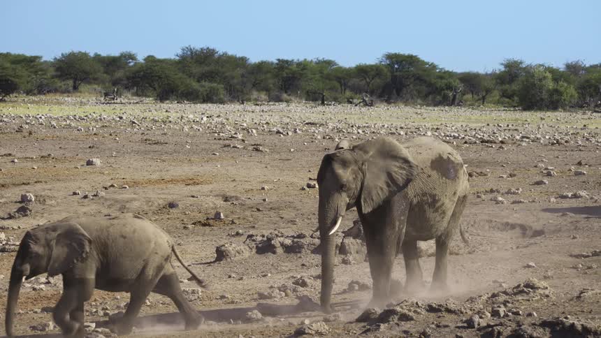 A group of elephants walk over the rocks