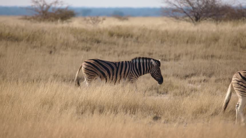 Zebras walking on grass in the wild at midday