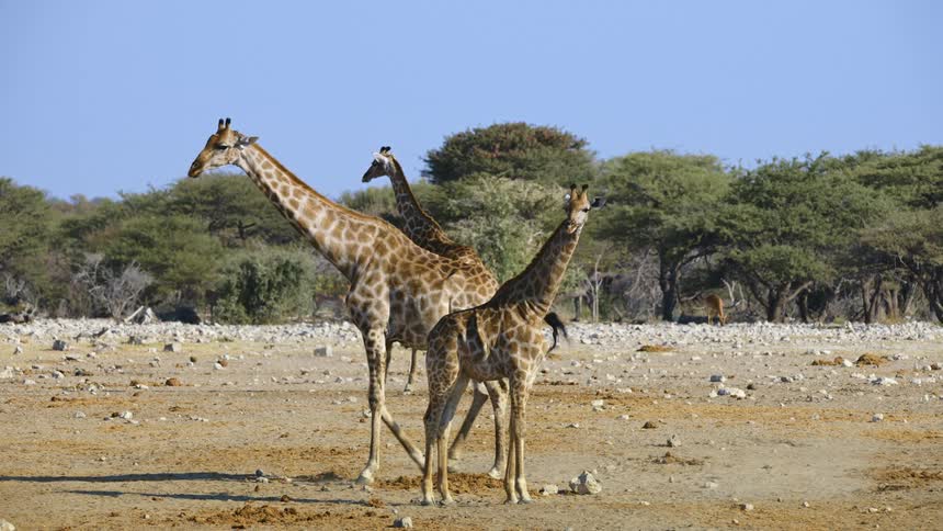 Giraffes walking in the jungle