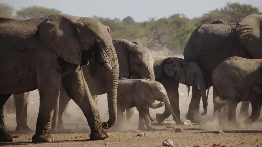 Elephants and calves walking in the same direction in the jungle