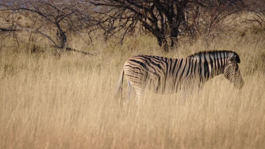A zebra walking through the savanna
