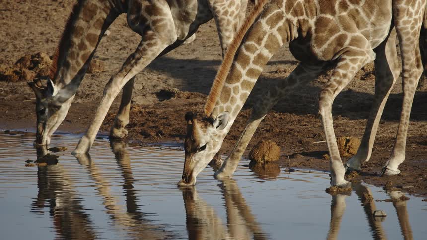 Giraffes drinking water in the creek in the jungle