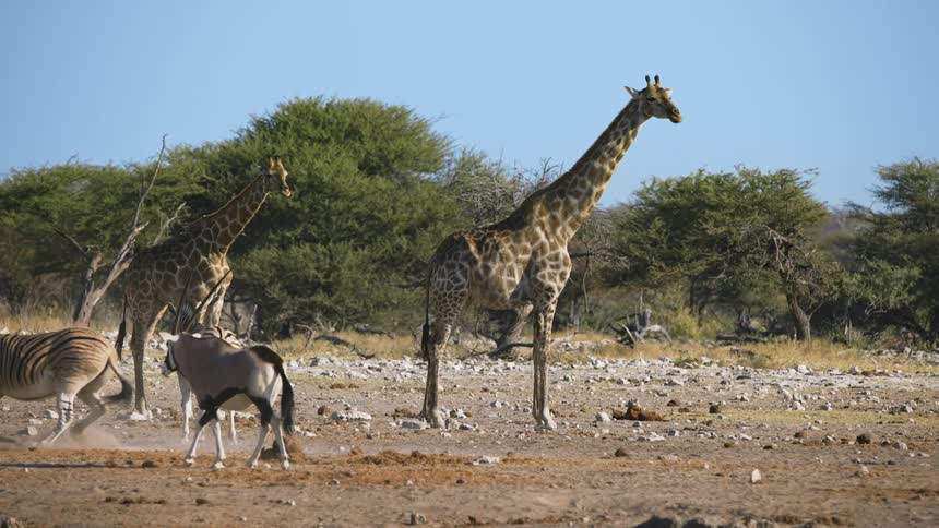 A number of different animals on rocky terrain