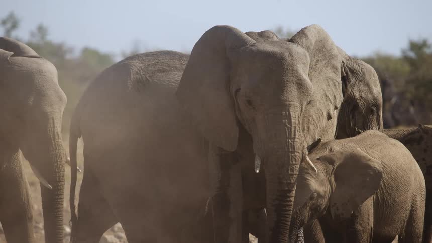 Elephants in the wild at midday