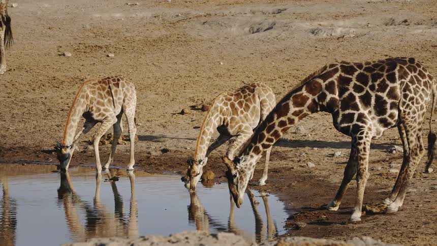 Giraffes drinking water from a puddle in the jungle