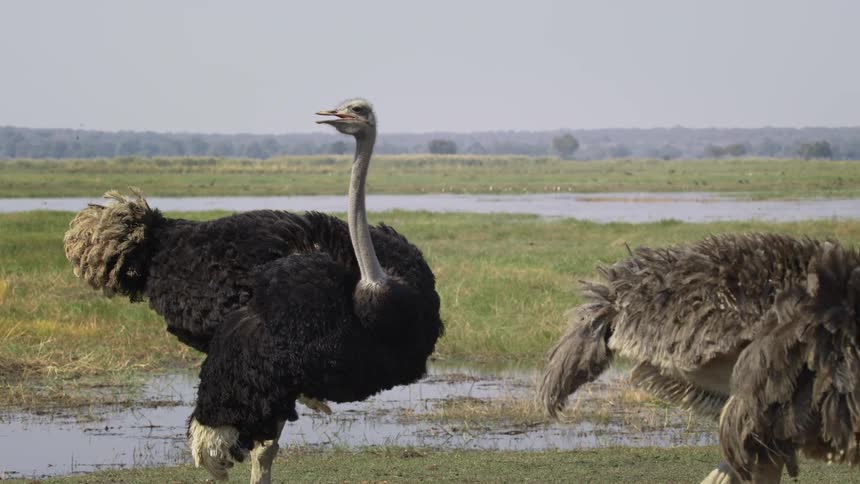 Arabian ostriches standing the green puddle field