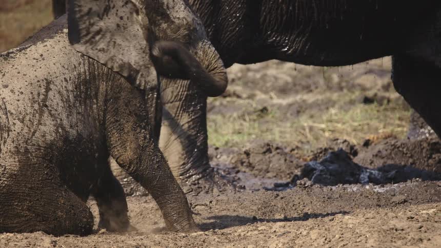 Elephants roll around in the mud