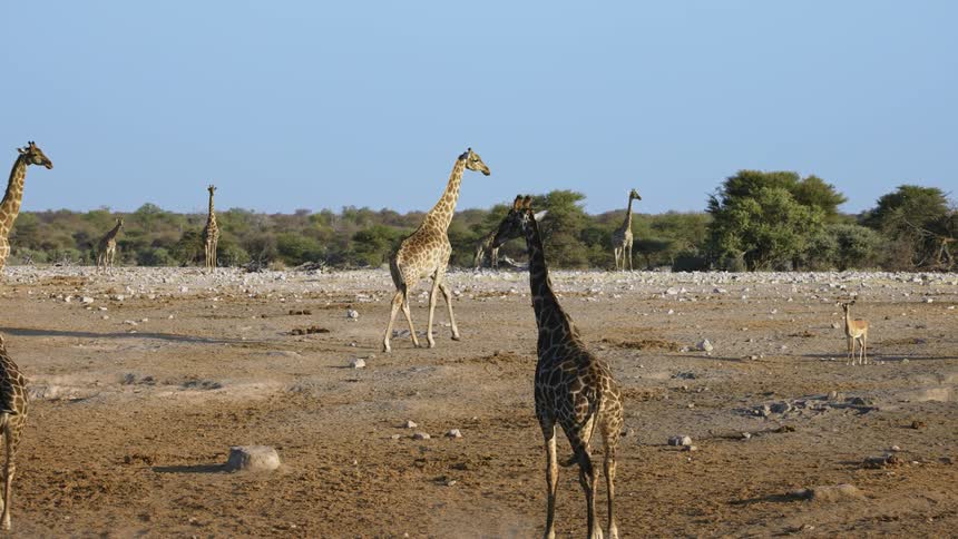 Girrafes wander around a flat area