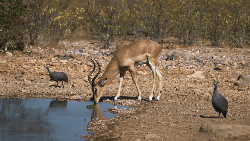 Water reflects antelope drinking from it as birds stand and move nearby
