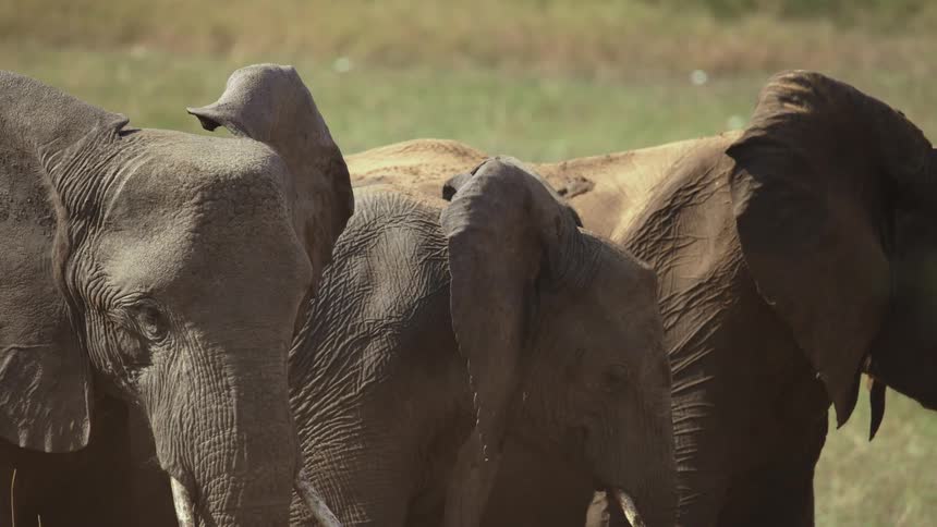 Three elephants in the wild on a sunny day