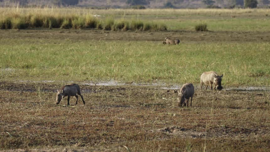 Wild animals and cubs feeding on grass in the jungle