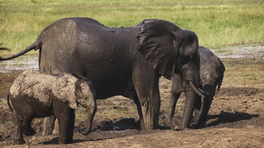 Elephants and calves taking a mud bath in the jungle
