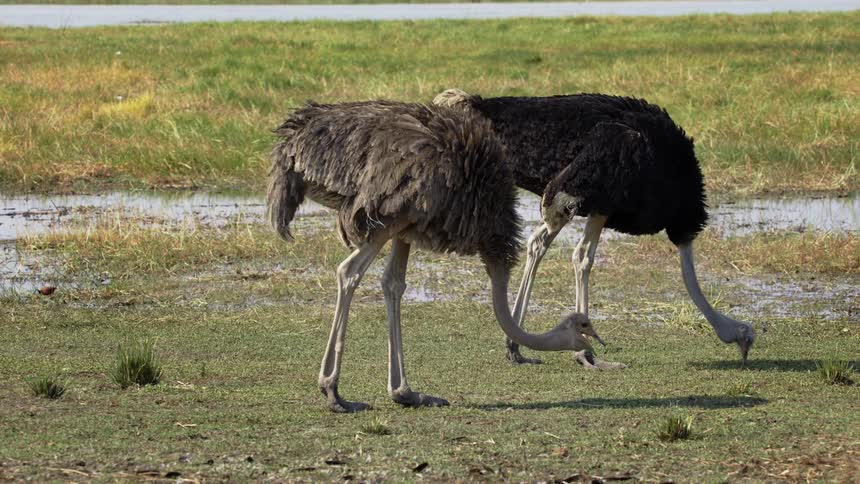 Two ostrich pecking the ground and feeding in the jungle