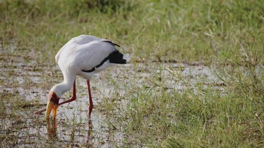White bird with legs and long beak pecking at a jungle lake